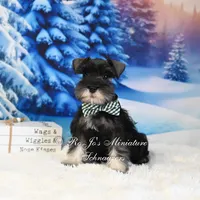 AKC | Handsome Lil Garin, a male Miniature Schnauzer for sale in Antlers, OK – Photo 2 of 2