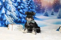 AKC | Handsome Lil Garin, a male Miniature Schnauzer for sale in Antlers, OK – Photo 2 of 2