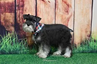 AKC | Handsome Lil Garin, a male Miniature Schnauzer for sale in Antlers, OK – 7 of 7