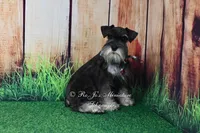 AKC | Handsome Lil Garin, a male Miniature Schnauzer for sale in Antlers, OK – 6 of 7