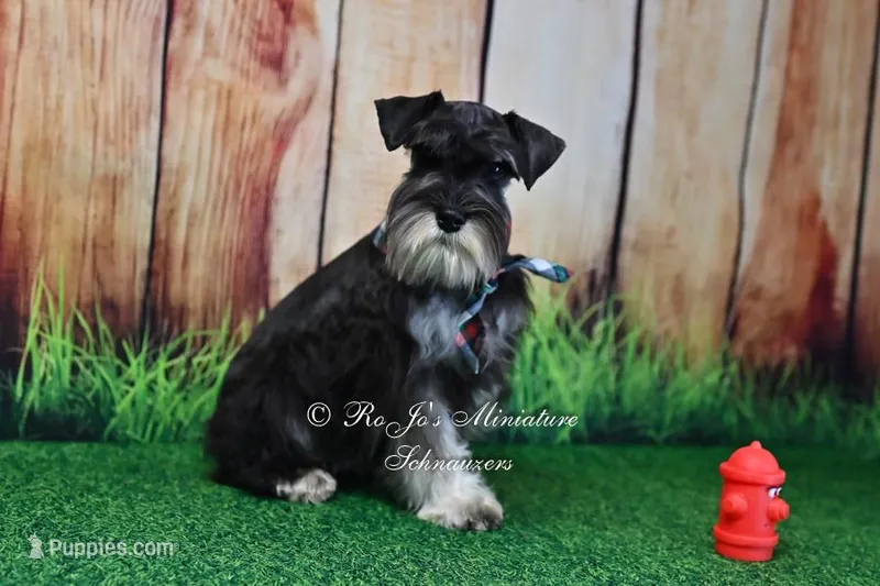 AKC | Handsome Lil Garin – Miniature Schnauzer puppy for sale in Antlers, OK