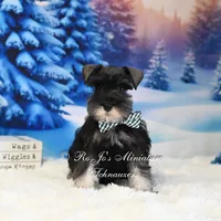 AKC | Handsome Lil Garin, a male Miniature Schnauzer for sale in Antlers, OK – Photo 1 of 2