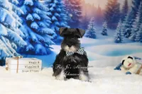 AKC | Handsome Lil Garin, a male Miniature Schnauzer for sale in Antlers, OK – Photo 1 of 2