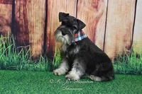 AKC | Handsome Lil Garin, a male Miniature Schnauzer for sale in Antlers, OK – 2 of 7