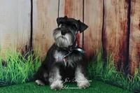 AKC | Handsome Lil Garin, a male Miniature Schnauzer for sale in Antlers, OK – 3 of 7