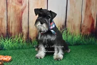 AKC | Handsome Lil Garin, a male Miniature Schnauzer for sale in Antlers, OK – 4 of 7