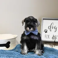 AKC Granger, a male Miniature Schnauzer for sale in Antlers, OK – Photo 1 of 5