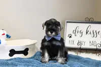 AKC Granger, a male Miniature Schnauzer for sale in Antlers, OK – Photo 1 of 5