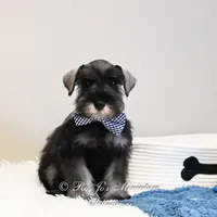 AKC Granger, a male Miniature Schnauzer for sale in Antlers, OK – Photo 2 of 5