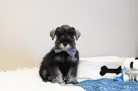 AKC Granger, a male Miniature Schnauzer for sale in Antlers, OK – Photo 2 of 5