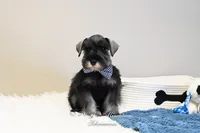 AKC Granger, a male Miniature Schnauzer for sale in Antlers, OK – Photo 3 of 5