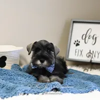 AKC Granger, a male Miniature Schnauzer for sale in Antlers, OK – Photo 5 of 5