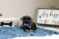 AKC Granger, a male Miniature Schnauzer for sale in Antlers, OK – Photo 5 of 5