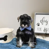 AKC Granger, a male Miniature Schnauzer for sale in Antlers, OK – Photo 4 of 5