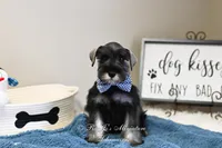 AKC Granger, a male Miniature Schnauzer for sale in Antlers, OK – Photo 4 of 5