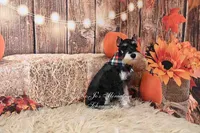 AKC Black & Silver Phantom | Tux, a male Miniature Schnauzer for sale in Antlers, OK – 3 of 9