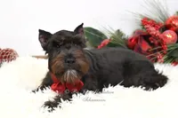 AKC Jazzy, a female Miniature Schnauzer for sale in Antlers, OK – Photo 7 of 8