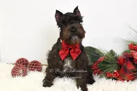 AKC Jazzy, a female Miniature Schnauzer for sale in Antlers, OK – Photo 2 of 8