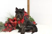 AKC Jazzy, a female Miniature Schnauzer for sale in Antlers, OK – Photo 5 of 8