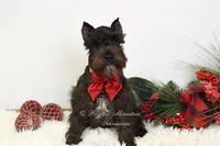 AKC Jazzy, a female Miniature Schnauzer for sale in Antlers, OK – Photo 4 of 8