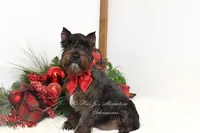 AKC Jazzy, a female Miniature Schnauzer for sale in Antlers, OK – Photo 1 of 8