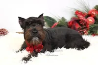 AKC Jazzy, a female Miniature Schnauzer for sale in Antlers, OK – Photo 3 of 8