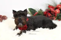AKC Jazzy, a female Miniature Schnauzer for sale in Antlers, OK – Photo 6 of 8