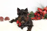 AKC Jazzy, a female Miniature Schnauzer for sale in Antlers, OK – Photo 8 of 8
