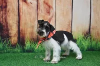 AKC Handsome Lil Oreo, a male Miniature Schnauzer for sale in Antlers, OK – 4 of 5
