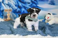 AKC Handsome Lil Oreo, a male Miniature Schnauzer for sale in Antlers, OK – Photo 7 of 8