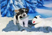 AKC Handsome Lil Oreo, a male Miniature Schnauzer for sale in Antlers, OK – Photo 2 of 8