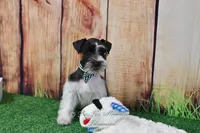 AKC Handsome Lil Oreo, a male Miniature Schnauzer for sale in Antlers, OK – Photo 5 of 7