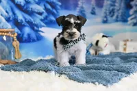 AKC Handsome Lil Oreo, a male Miniature Schnauzer for sale in Antlers, OK – Photo 5 of 8