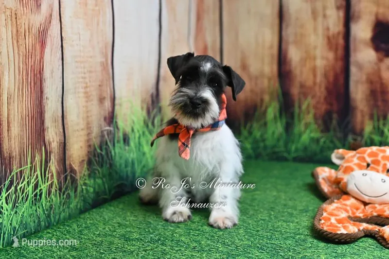 AKC Handsome Lil Oreo – Miniature Schnauzer puppy for sale in Antlers, OK