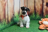 AKC Handsome Lil Oreo, a male Miniature Schnauzer for sale in Antlers, OK – 1 of 5