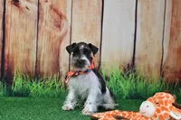 AKC Handsome Lil Oreo, a male Miniature Schnauzer for sale in Antlers, OK – 2 of 5