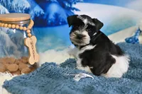 AKC Handsome Lil Oreo, a male Miniature Schnauzer for sale in Antlers, OK – Photo 8 of 8