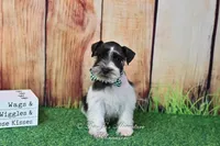 AKC Handsome Lil Oreo, a male Miniature Schnauzer for sale in Antlers, OK – Photo 3 of 7
