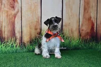AKC Handsome Lil Oreo, a male Miniature Schnauzer for sale in Antlers, OK – 3 of 5