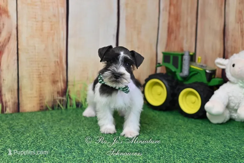 AKC Handsome Lil Oreo – Miniature Schnauzer puppy for sale in Antlers, OK