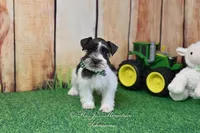 AKC Handsome Lil Oreo, a male Miniature Schnauzer for sale in Antlers, OK – Photo 1 of 7
