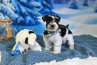 AKC Handsome Lil Oreo, a male Miniature Schnauzer for sale in Antlers, OK – Photo 3 of 8
