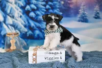 AKC Handsome Lil Oreo, a male Miniature Schnauzer for sale in Antlers, OK – Photo 4 of 8