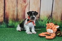AKC Handsome Lil Oreo, a male Miniature Schnauzer for sale in Antlers, OK – 5 of 5