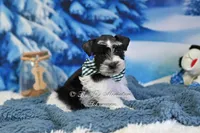 AKC Handsome Lil Oreo, a male Miniature Schnauzer for sale in Antlers, OK – Photo 6 of 8