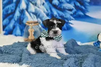 AKC Handsome Lil Oreo, a male Miniature Schnauzer for sale in Antlers, OK – Photo 1 of 8