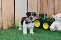 AKC Handsome Lil Oreo, a male Miniature Schnauzer for sale in Antlers, OK – Photo 2 of 7