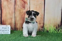 AKC Handsome Lil Oreo, a male Miniature Schnauzer for sale in Antlers, OK – Photo 4 of 7