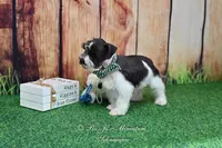 AKC Handsome Lil Oreo, a male Miniature Schnauzer for sale in Antlers, OK – Photo 6 of 7