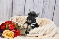 AKC Salt & Pepper | Bella, a female Miniature Schnauzer for sale in Antlers, OK – 5 of 5